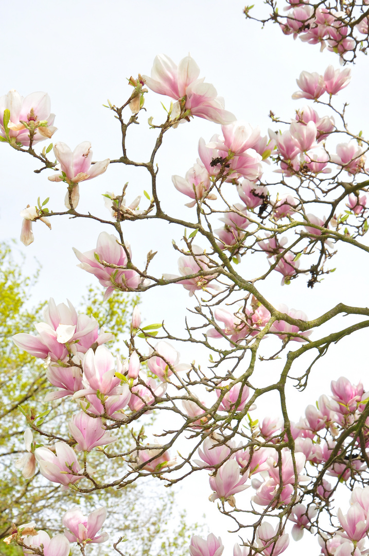 Magnolien im Frühling..... 