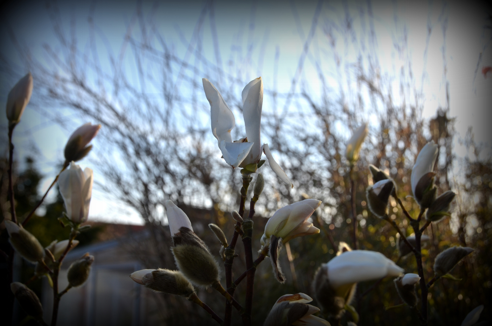 Magnolien im Garten