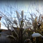 Magnolien im Garten