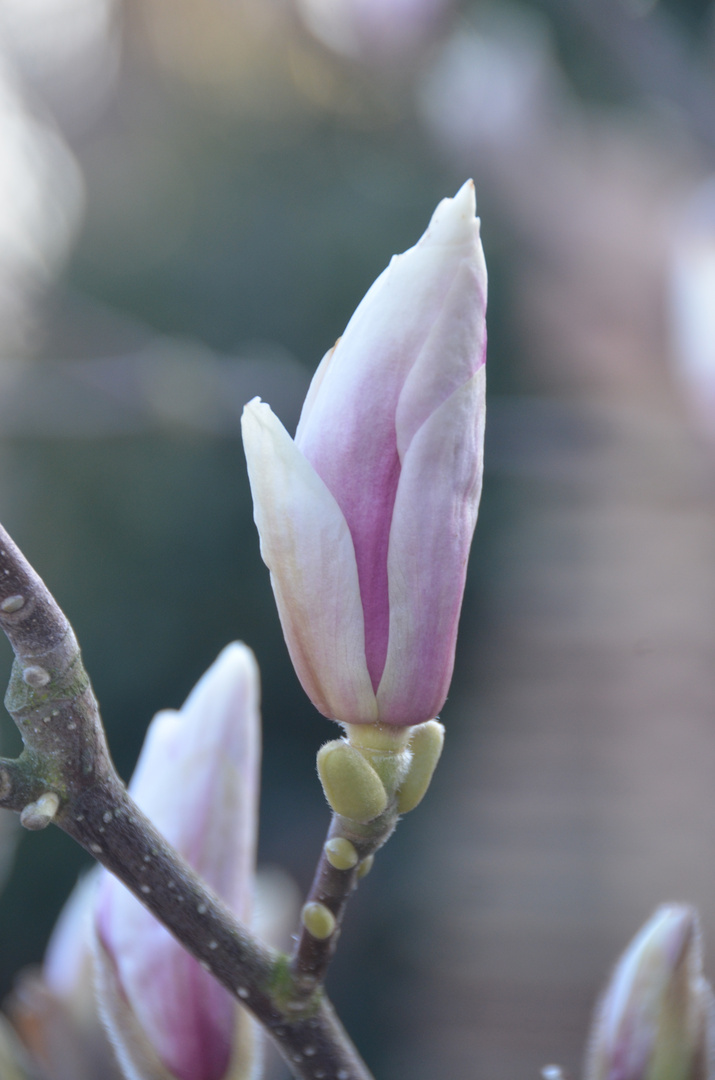 Magnolien im Garten