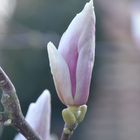 Magnolien im Garten