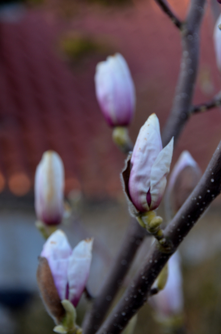 Magnolien im Garten