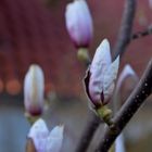 Magnolien im Garten