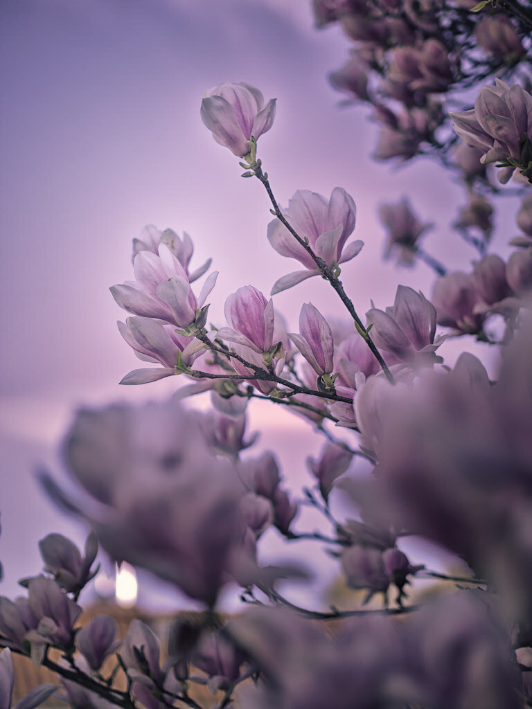 Magnolien im Gegenlicht