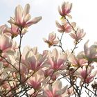 Magnolien im Gegenlicht.....