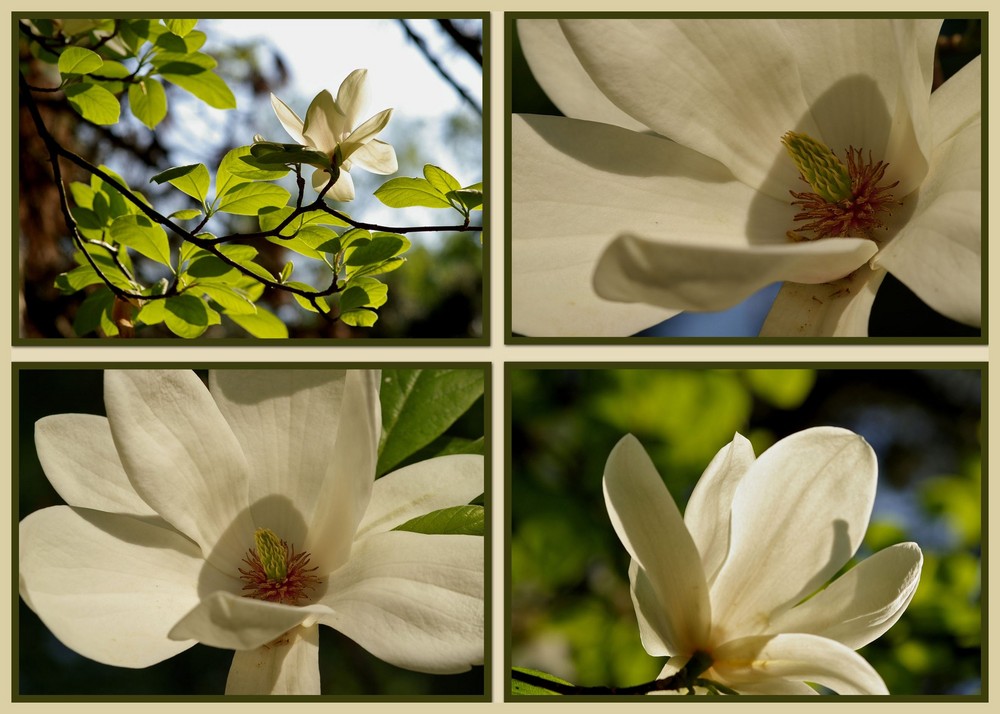 Magnolien im Licht