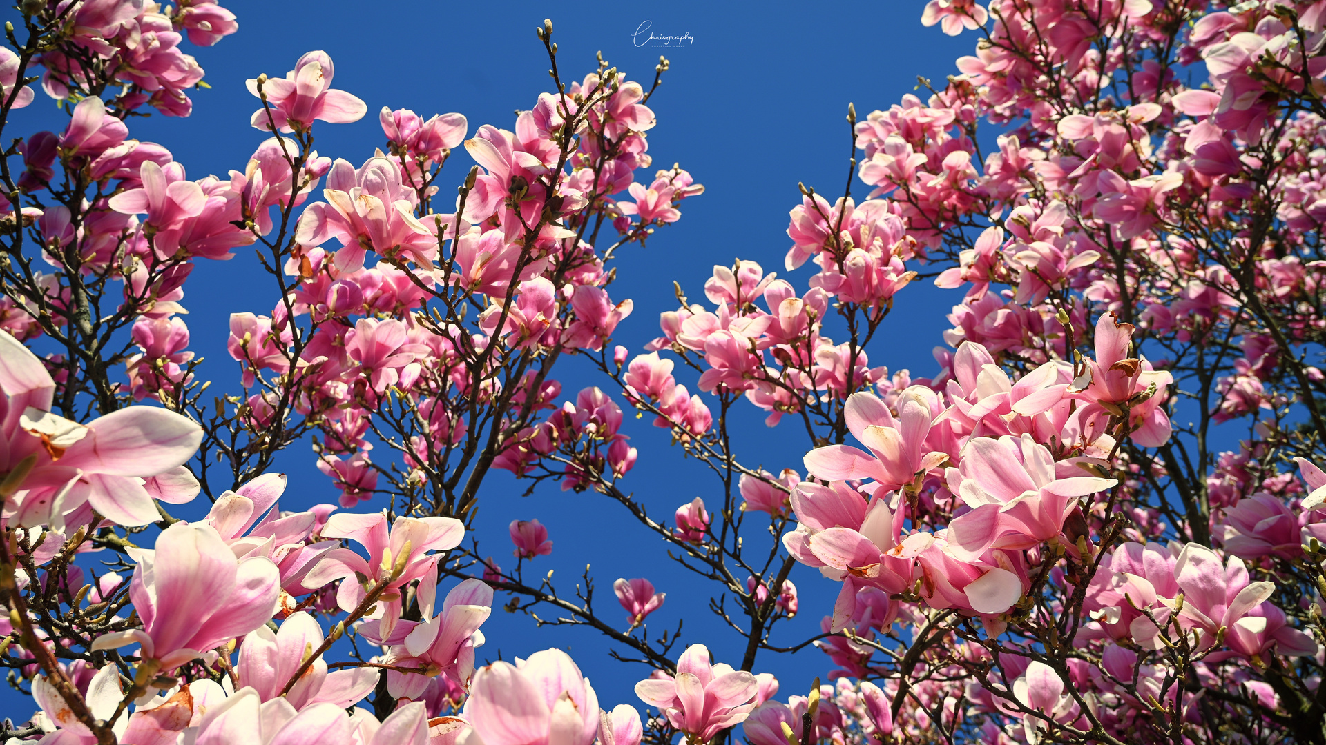 Magnolien im März