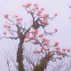 Magnolien im Nebel