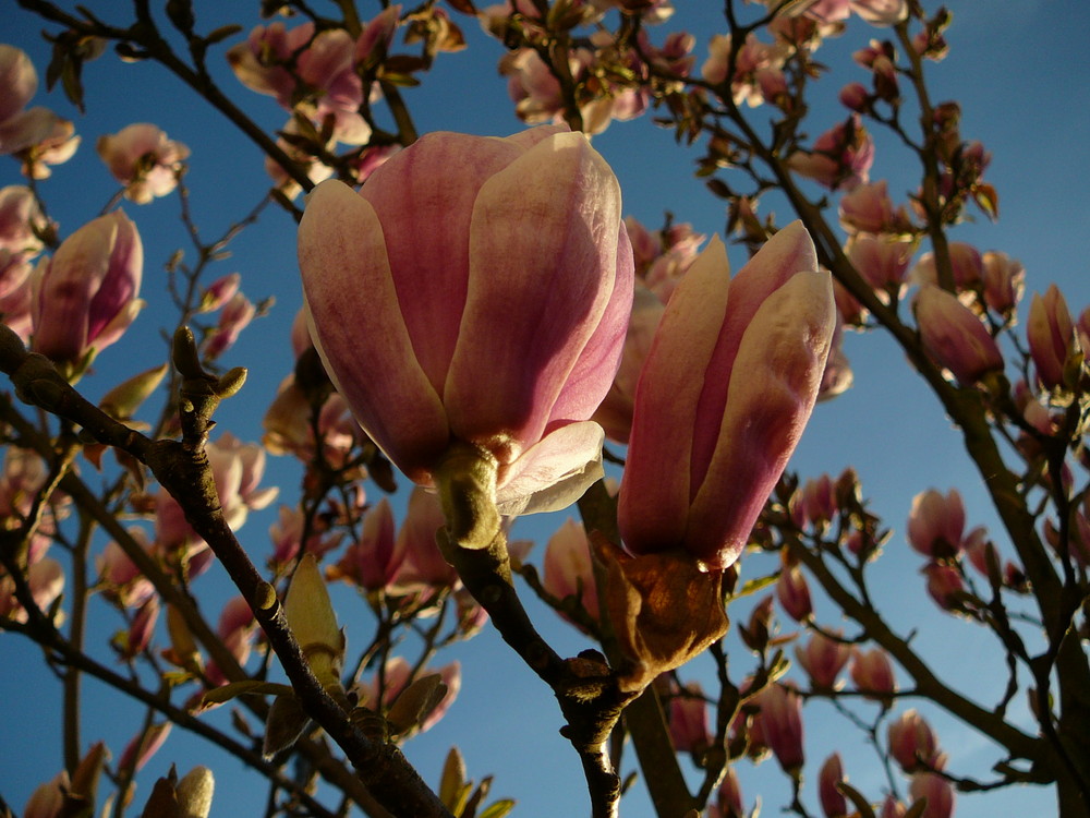 Magnolien im Osterhimmel