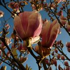 Magnolien im Osterhimmel