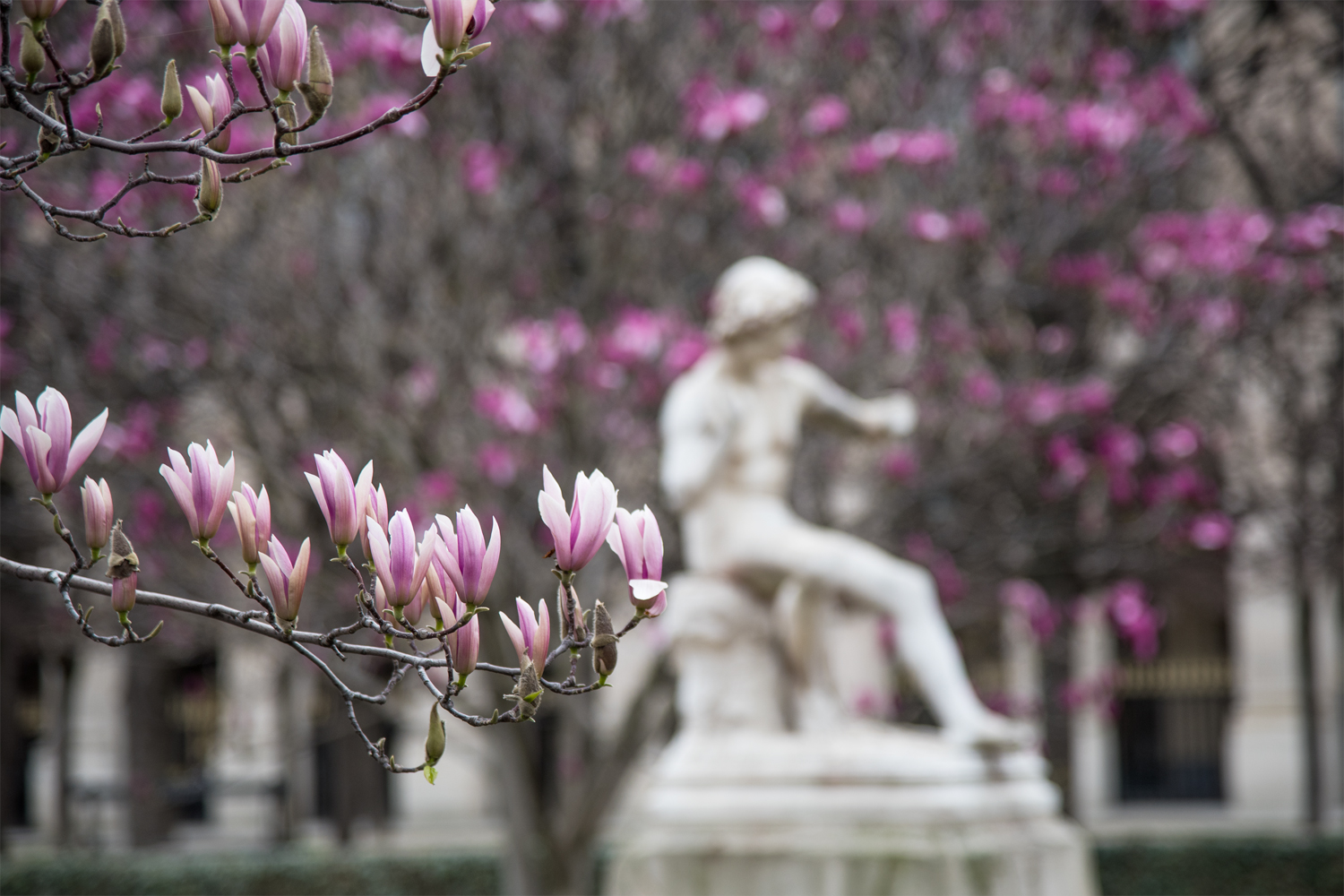 Magnolien im Parc Royal