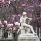 Magnolien im Parc Royal