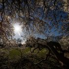 Magnolien im Park