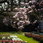 Magnolien im Schlossgarten