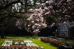 Magnolien im Schlossgarten