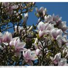 Magnolien im Schloßpark Biebrich