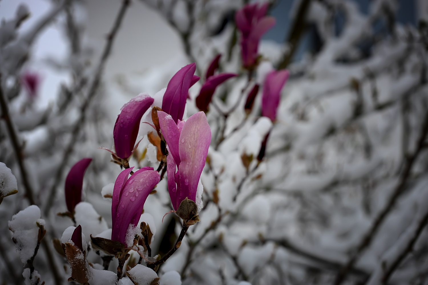 Magnolien im Schnee 01. April 22