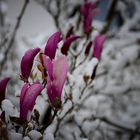 Magnolien im Schnee 01. April 22