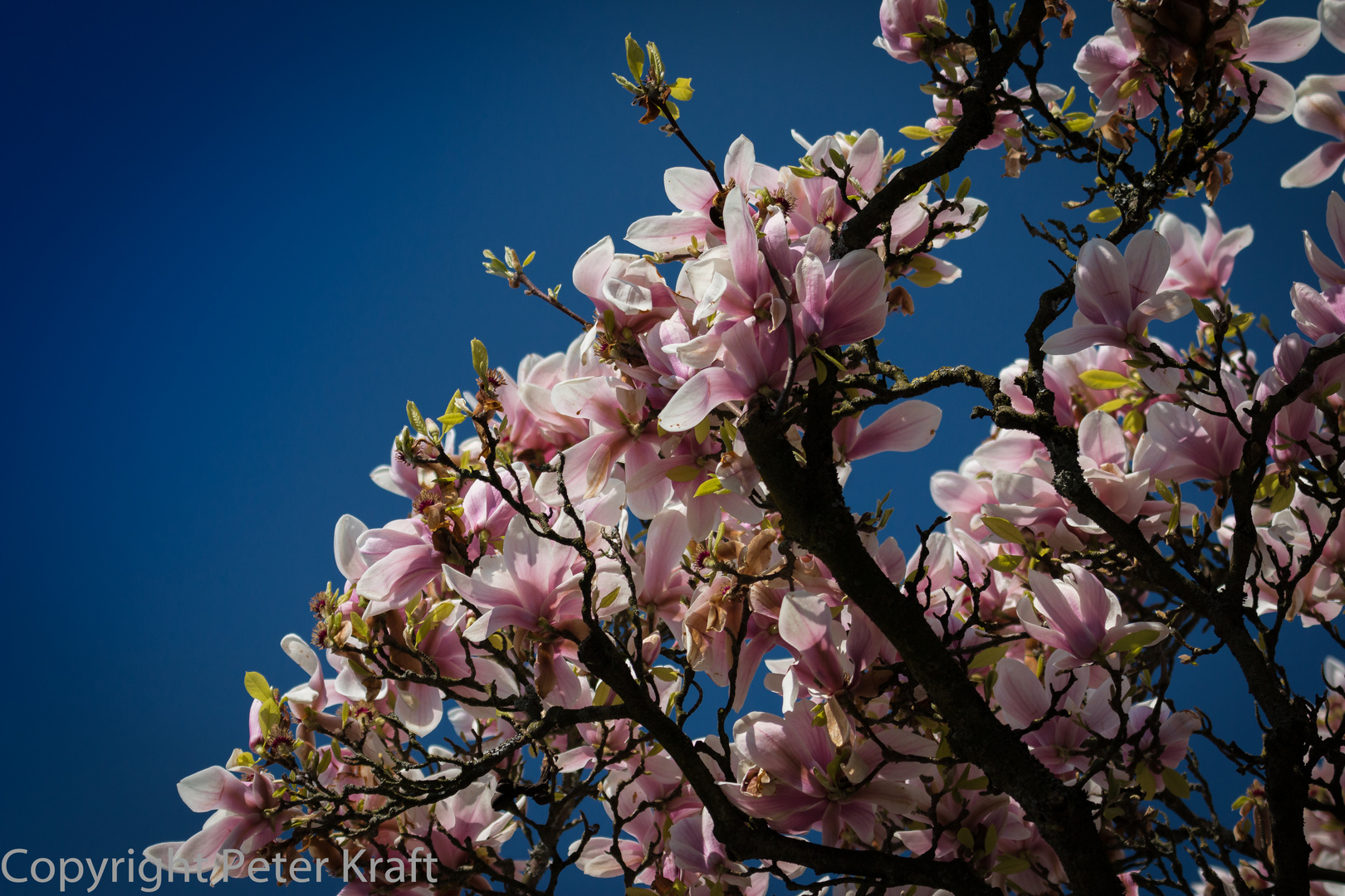 Magnolien im Schoental