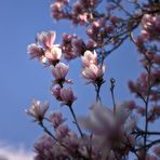 Magnolien im Seitenlicht