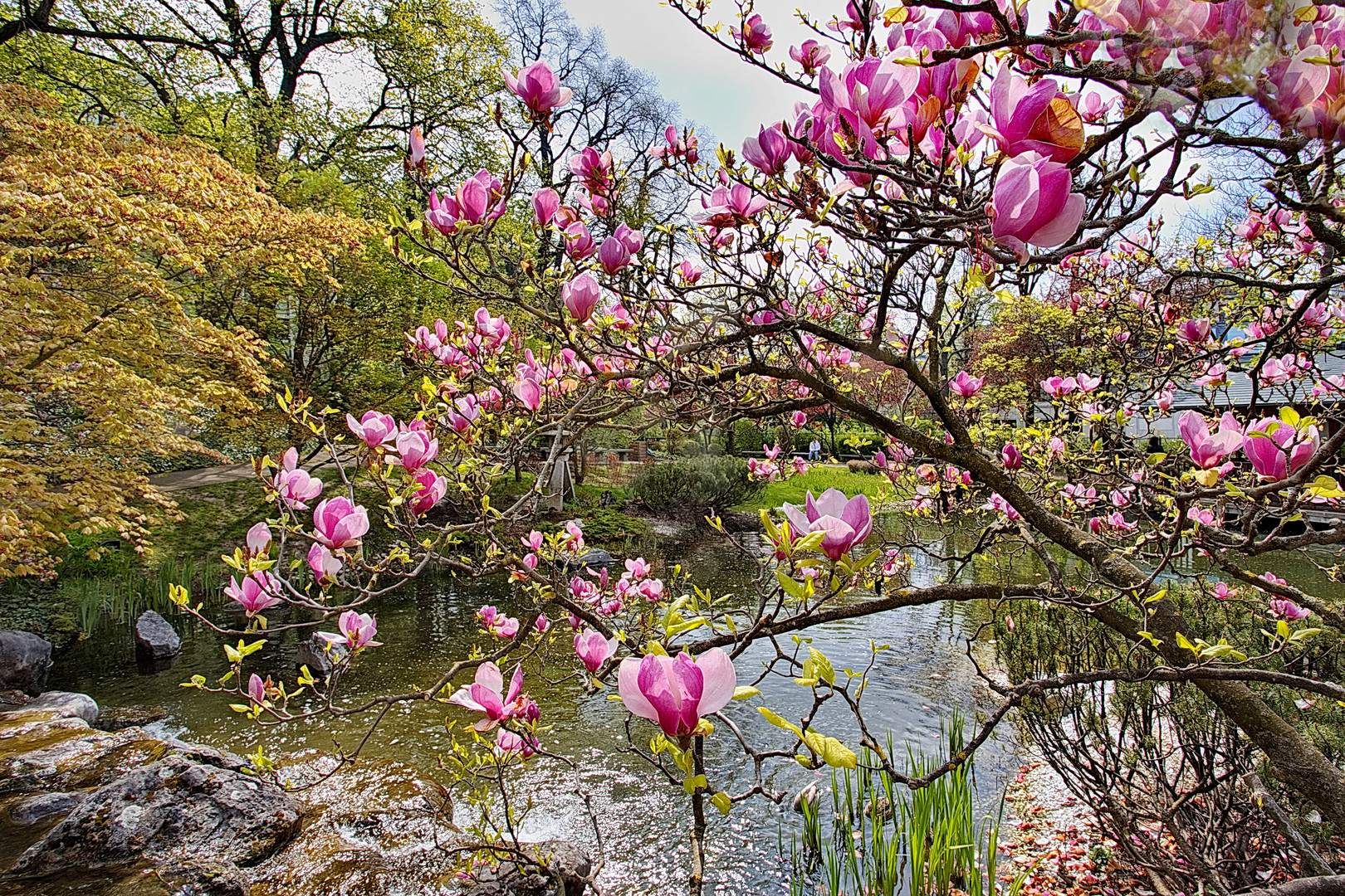 Magnolien im Setagayapark