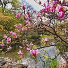 Magnolien im Setagayapark