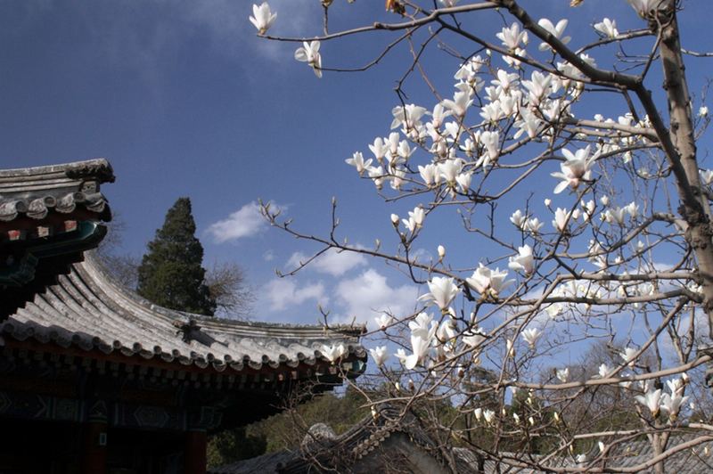 Magnolien im Sommerpalace Peking