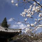 Magnolien im Sommerpalace Peking