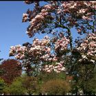 Magnolien im Stadtpark