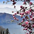 Magnolien im Tessin