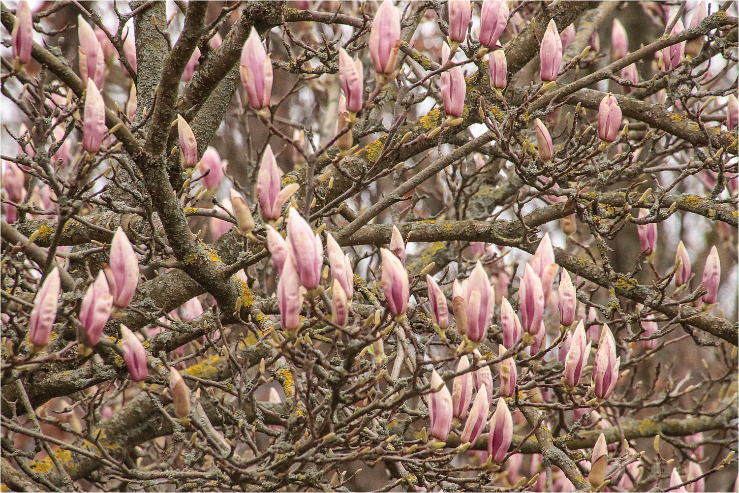 Magnolien im Trüben 1