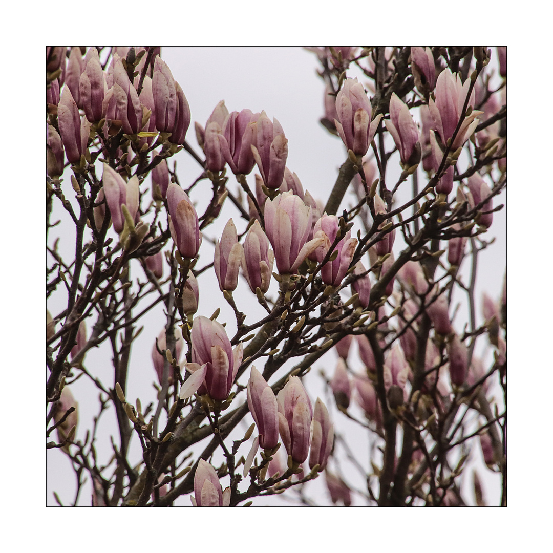 Magnolien im Trüben