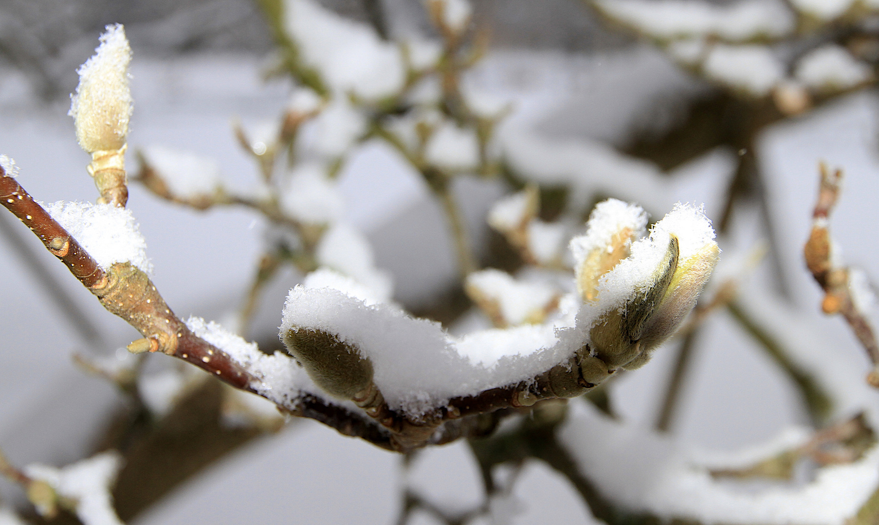 Magnolien im Winter