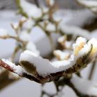 Magnolien im Winter