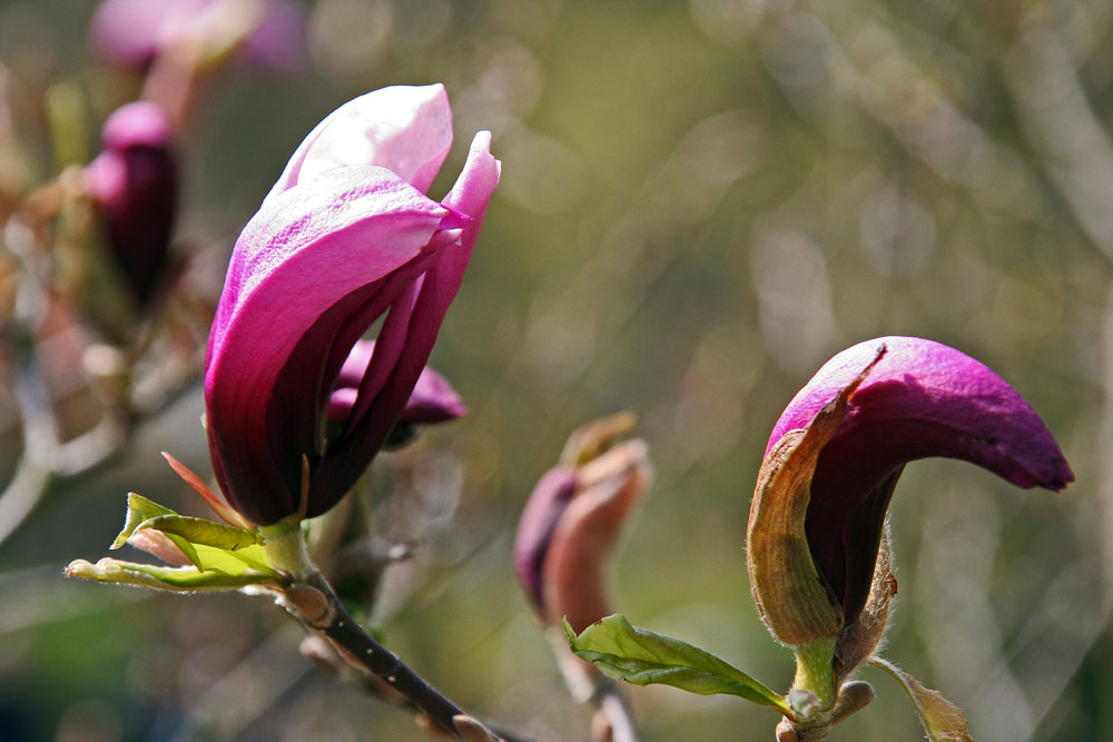 Magnolien in anderer Farbe