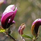 Magnolien in anderer Farbe