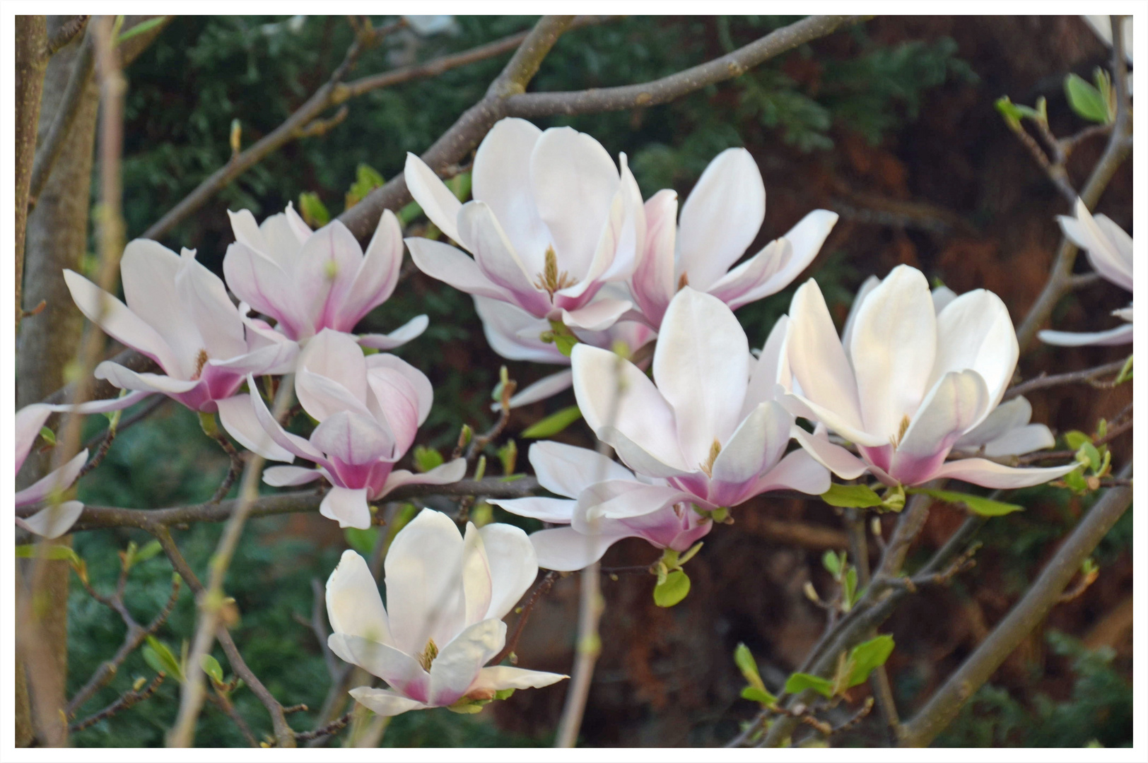 Magnolien in Aubing