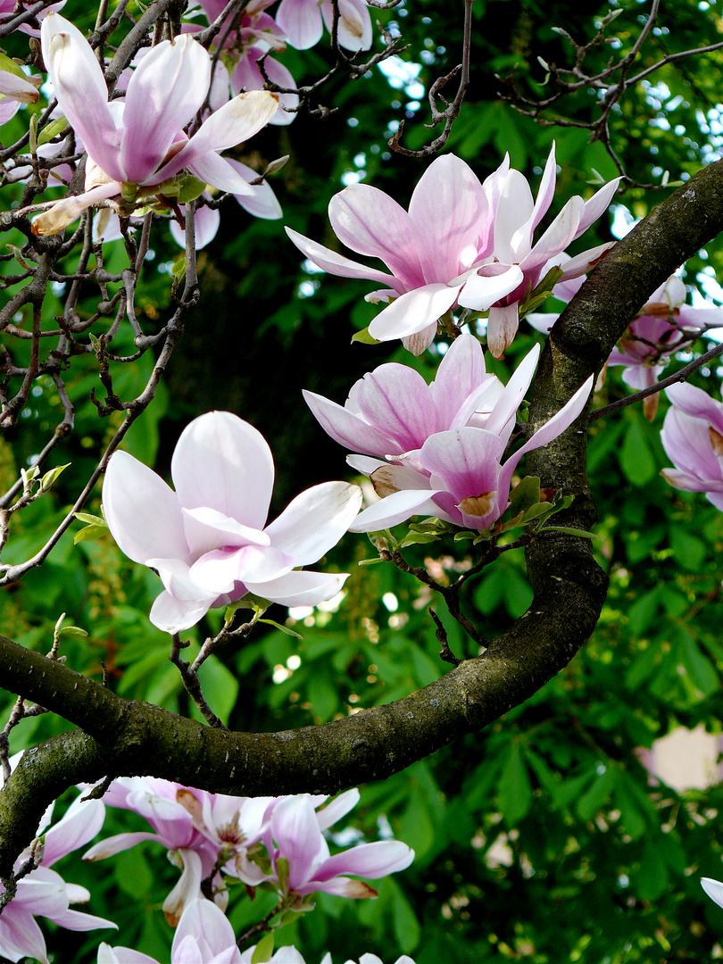 Magnolien in Baden