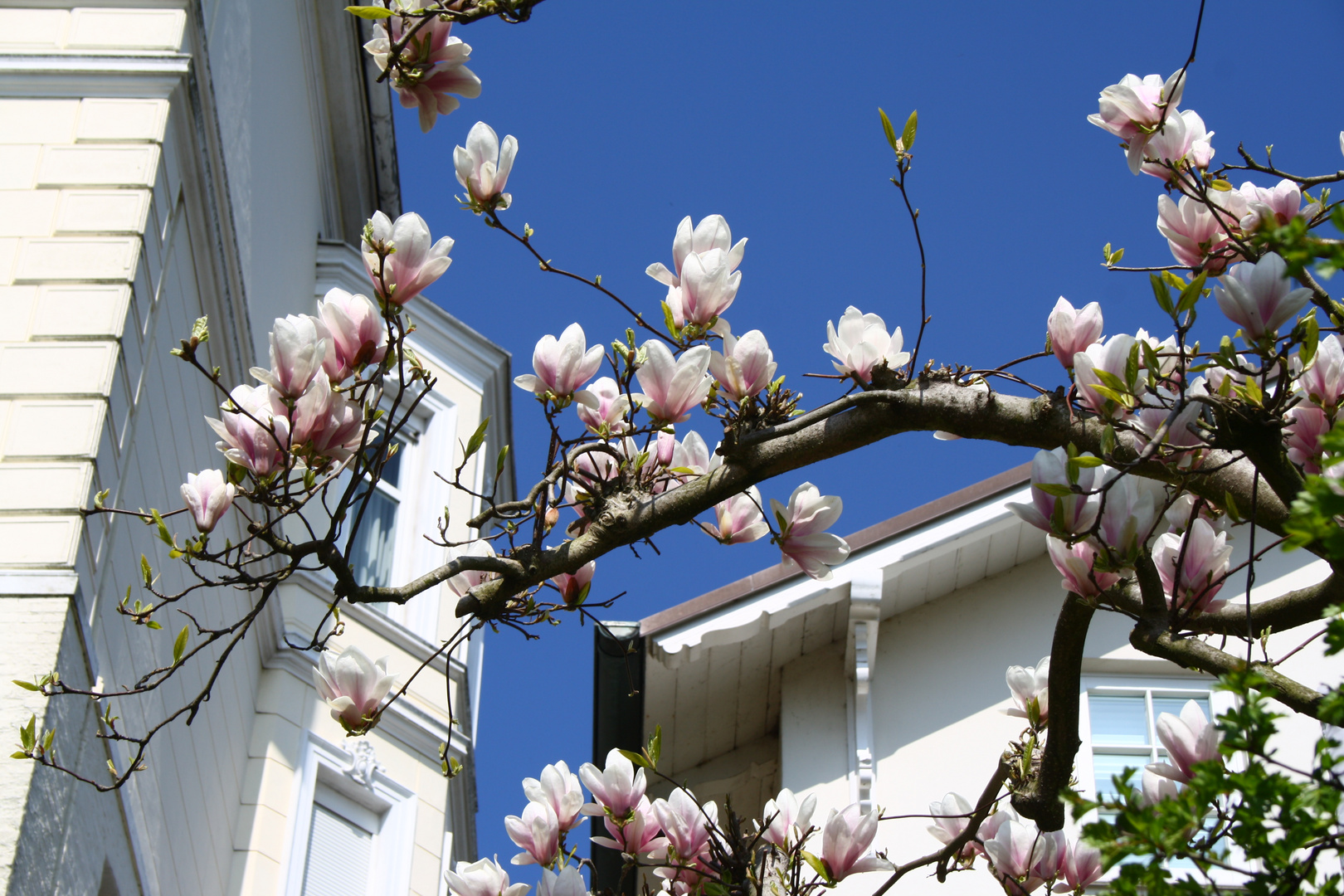 Magnolien in Blankenese