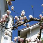 Magnolien in Blankenese