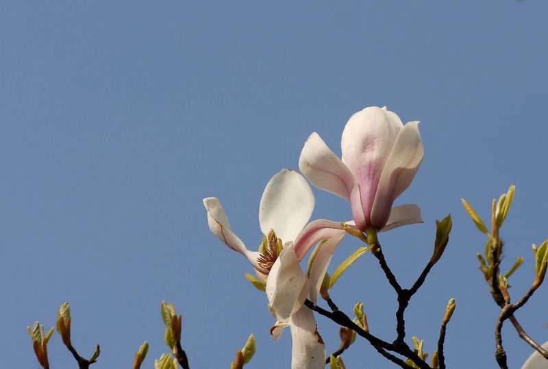 Magnolien in der Frühlingssonne....