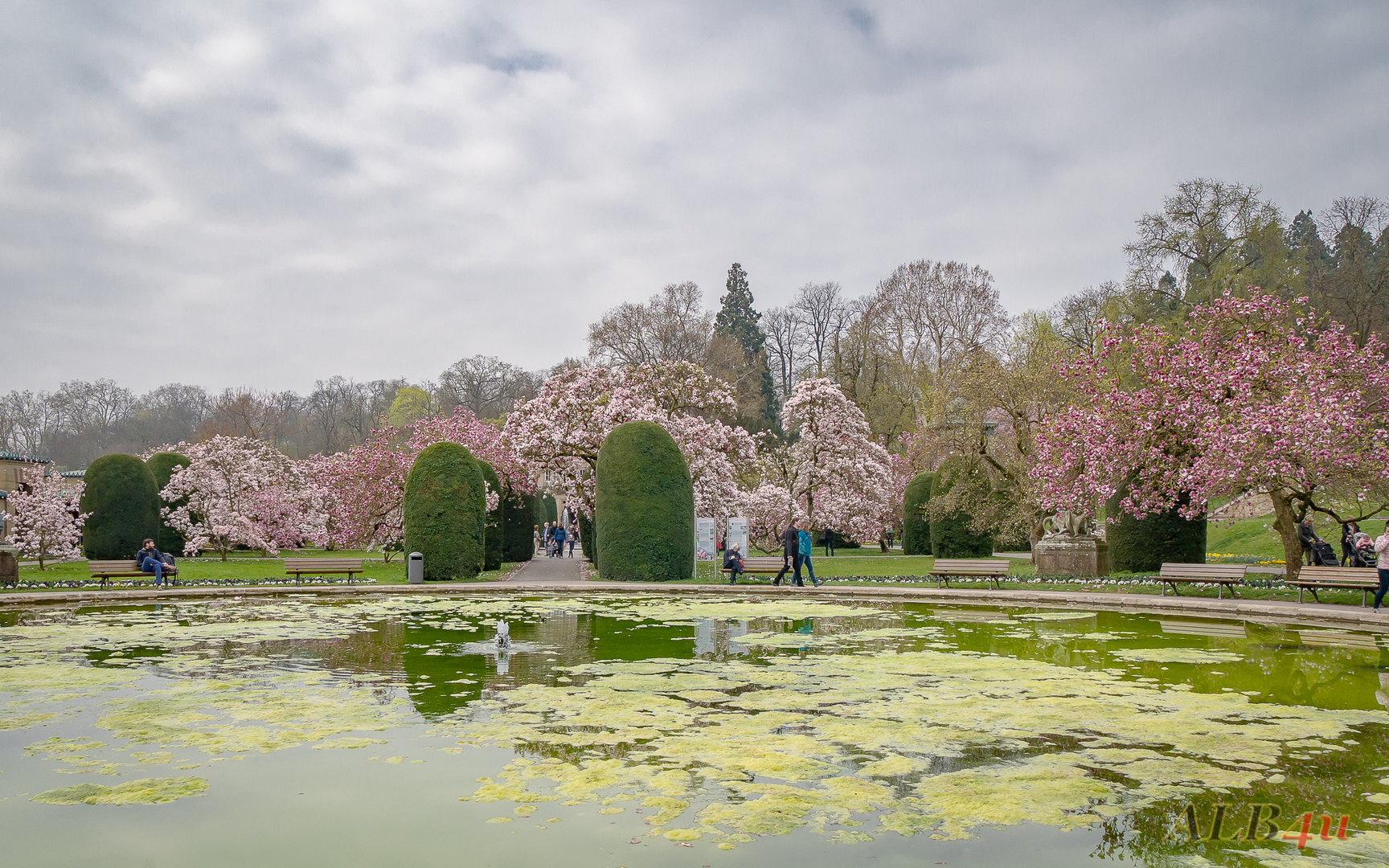 Magnolien in der Stuttgarter Wilhelma (1)