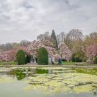 Magnolien in der Stuttgarter Wilhelma (1)