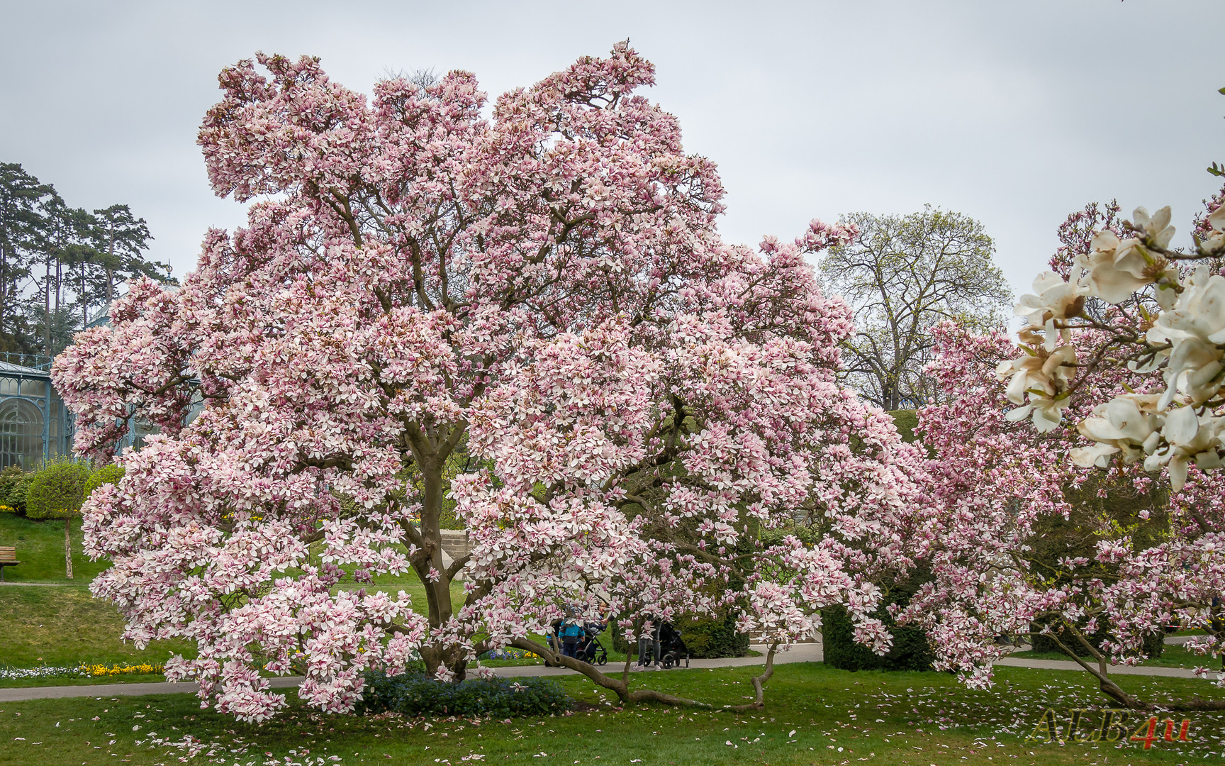 Magnolien in der Stuttgarter Wilhelma (2)