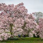 Magnolien in der Stuttgarter Wilhelma (2)