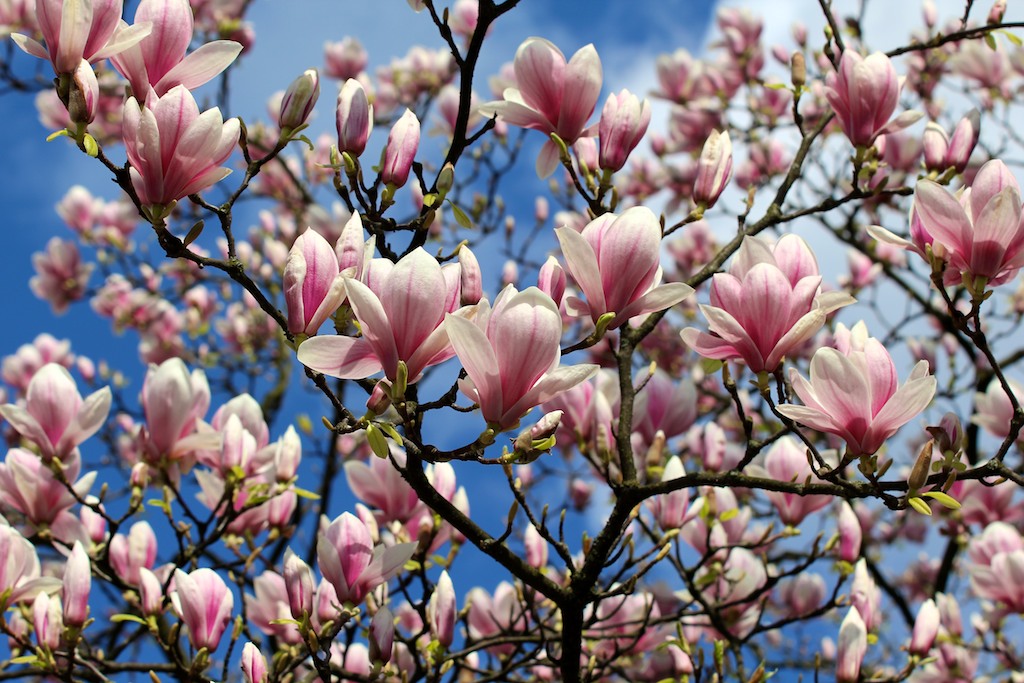Magnolien
