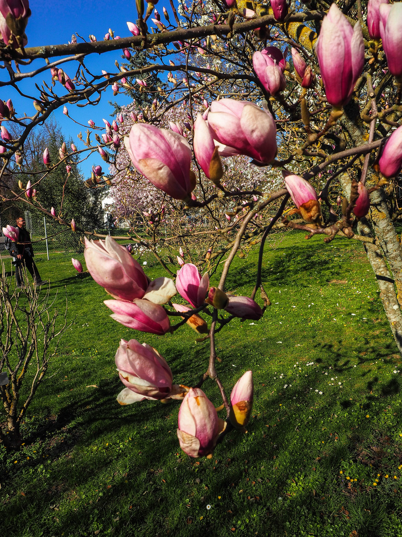 Magnolien in Hohenheim