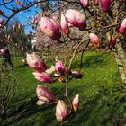 Magnolien in Hohenheim