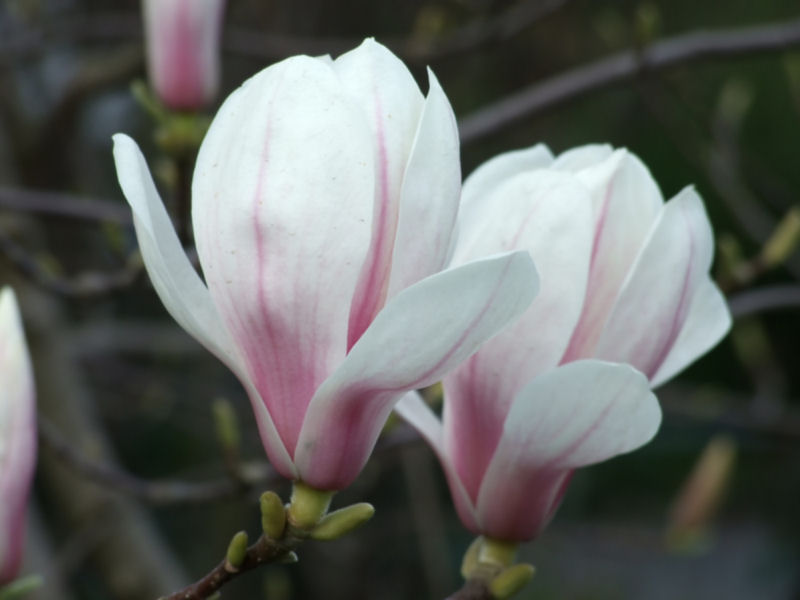 Magnolien in Mainz