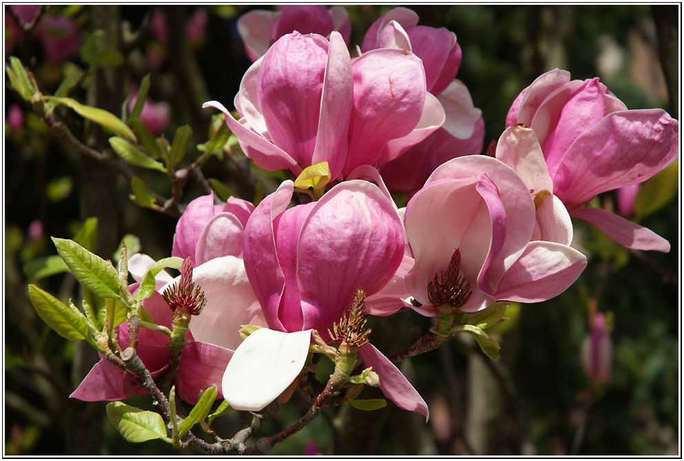 Magnolien in Nachbars Garten.